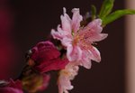 _DSC0099