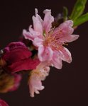 _DSC0100