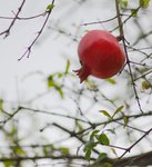 _DSC0109r
