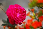 _DSC0124
