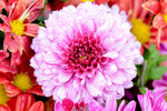 _KKB7419r