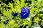 P1130060