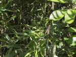 P1150906