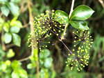 P1160412