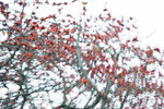 _KKB4629