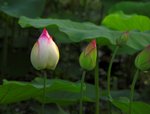 _DSC0078