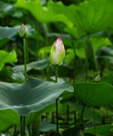 _DSC0091