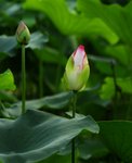 _DSC0092