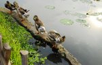 _DSC0096