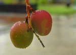 _DSC0130