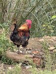 IMG_4349