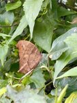 IMG_7485