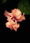 IMG_8724