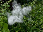 IMG_8911