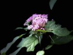 IMG_9562