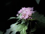 IMG_9563
