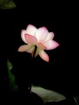 IMG_0205