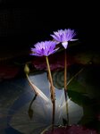 IMG_0210