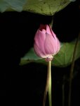 IMG_0219