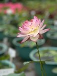 IMG_0237