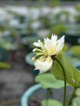 IMG_0239