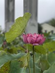 IMG_0266