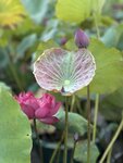 IMG_0268