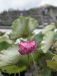 IMG_0271