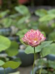 IMG_0302
