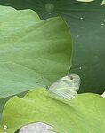 IMG_0311