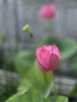 IMG_0523