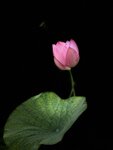 IMG_0524