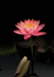 IMG_1154
