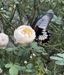 IMG_1159