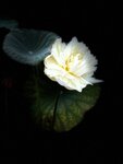 IMG_1169