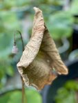 IMG_1170