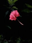 IMG_2888