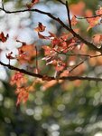 IMG_4505