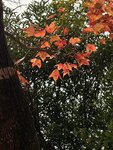 IMG_4519