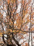 IMG_4520