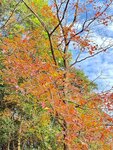 IMG_4521