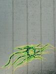 IMG_4558