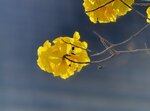 IMG_5948