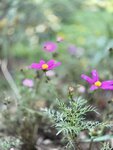 IMG_5955