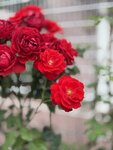 IMG_6549