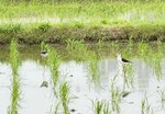 IMG_6568