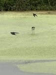 IMG_6585