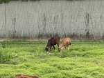 IMG_6590