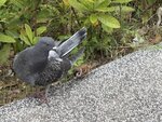 IMG_7060