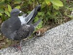 IMG_7061